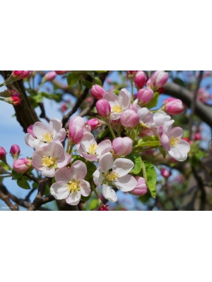 Молд лепестков яблони, арт.179