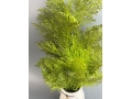 Ветка зелени туя, 64 см, зеленый