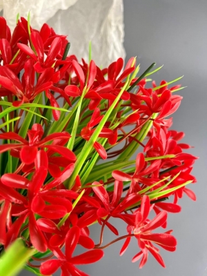 Букет зелени с первоцветом 5 веток (СЕН-МАЛО), 40 см, красный