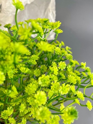 Букет зелени гипсофила (ВАРЕНЕ), 36 см, зеленый