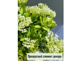 Букет зелени 5 веток (АНАТОУЛЬ), 32 см, белый
