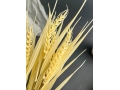 Ветка в букете пшеница 38 см, 1 шт