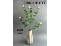 Ветка эвкалипта 64 см, зеленый