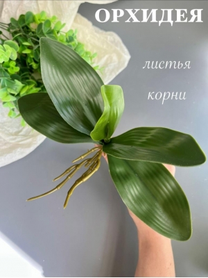 Листья орхидеи с корнями 23 см, зеленый