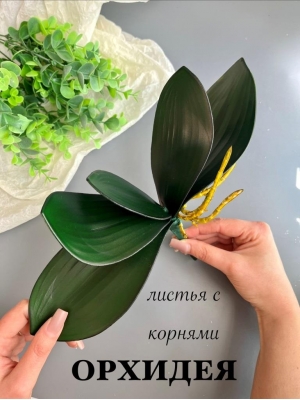 Листья орхидеи с корнями 25 см, зеленый