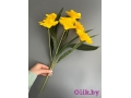 Букет нарциссов 7 голов, 50 см, желтый