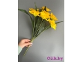 Букет нарциссов 7 голов, 50 см, желтый-зеленый