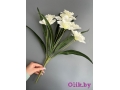Букет нарциссов 7 голов, 50 см, белый