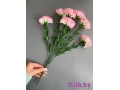Букет гвоздики 7 веток, 40 см, бело-розовый