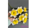 Букет нарциссов 7 голов, 50 см, белый-желтый
