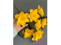 Букет нарциссов 7 голов, 50 см, желтый