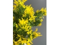 Букет зелени 5 веток, 36 см, желтый
