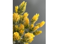 Букет зелени, 31 см, желтый, 1 шт