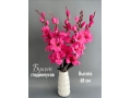 Букет гладиолусов 5 веток, 68 см, фуксия