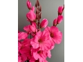 Букет гладиолусов 5 веток, 68 см, фуксия