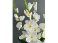 Букет гладиолусов 5 веток, 66 см, белый