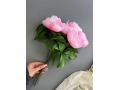 Букет пионов 6 голов, 38 см, розовый