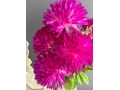 Букет хризантем 6 веток, 47 см, сиреневый
