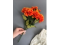 Букет хризантем 9 веток, 38 см, оранжевый