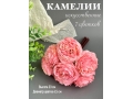 Камелии в букете 7 голов, 23 см, розовый