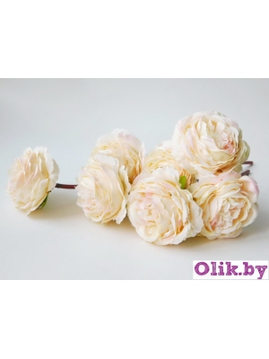 Камелия 1 голова (К. МАТЛОК), 22см, персиковый