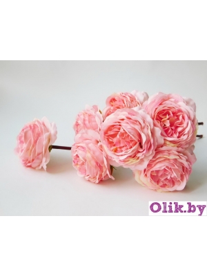 Камелия 1 голова (К. МАТЛОК), 22см, розовый